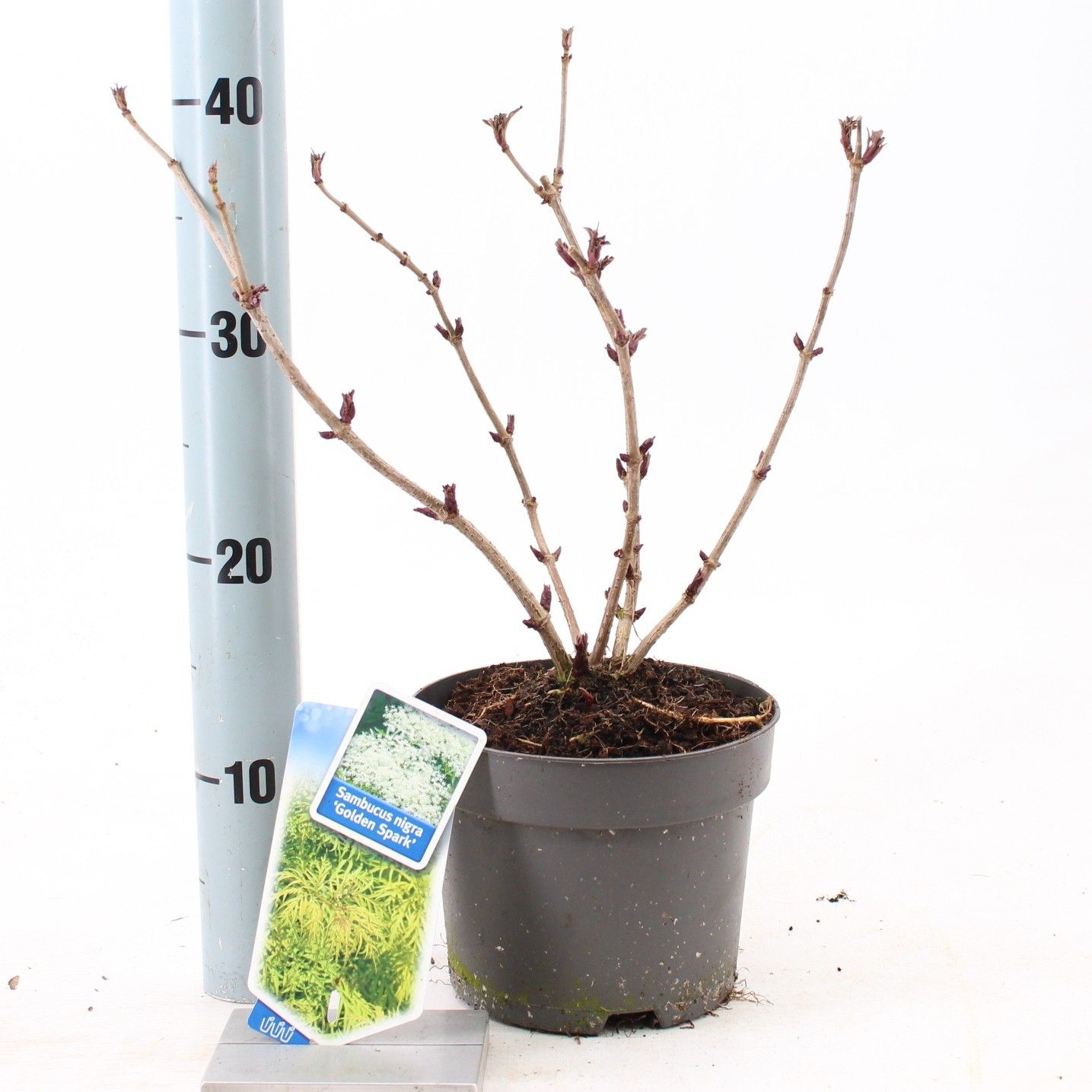 Sambucus nigra Golden Spark' (Alcsam), D 17