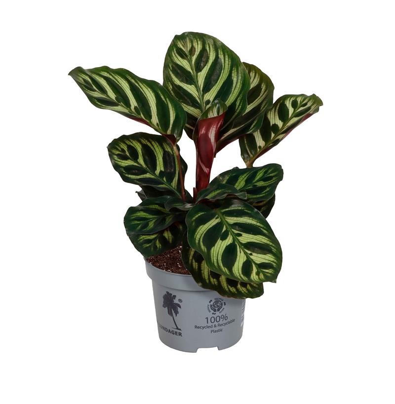 CALATHEA MAKOYANA, D 9 cm CALATHEA MAKOYANA, D 9 cm