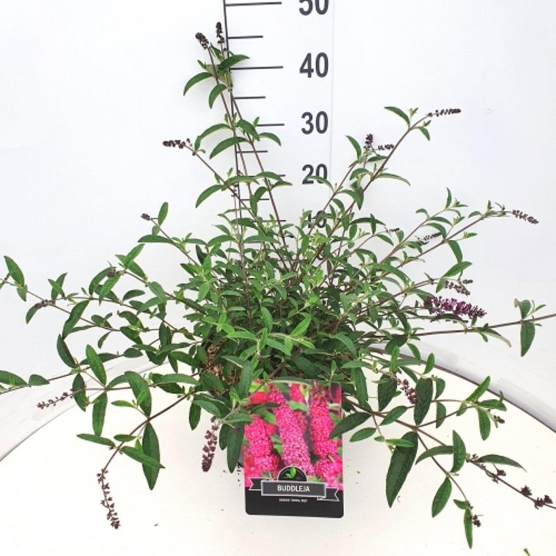 Buddleja d. 'Royal Red', D 29 cm