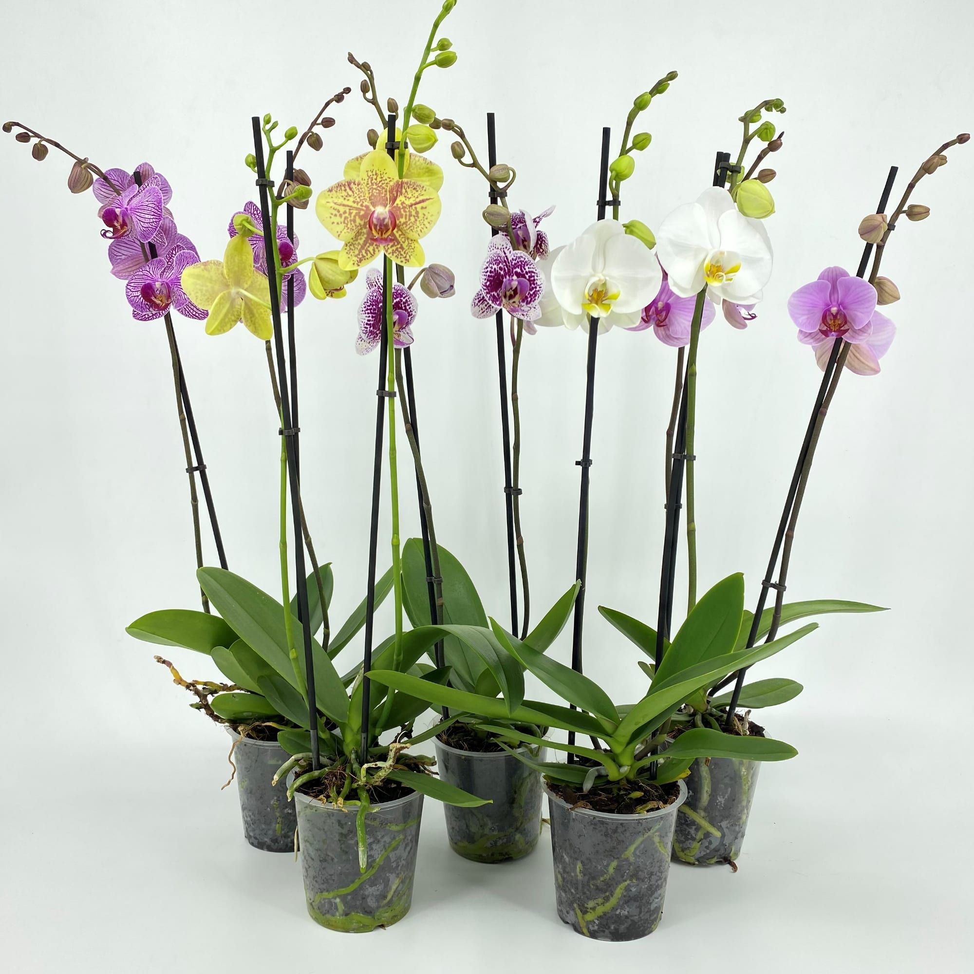 PHAL 2T MIX 12-14+ 55-75, D 12