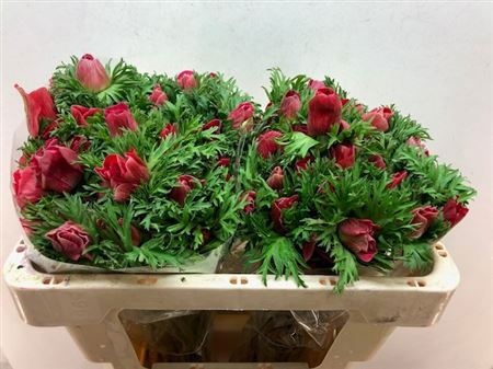 Анемон Галил Рэд 50 (красн.), шт.