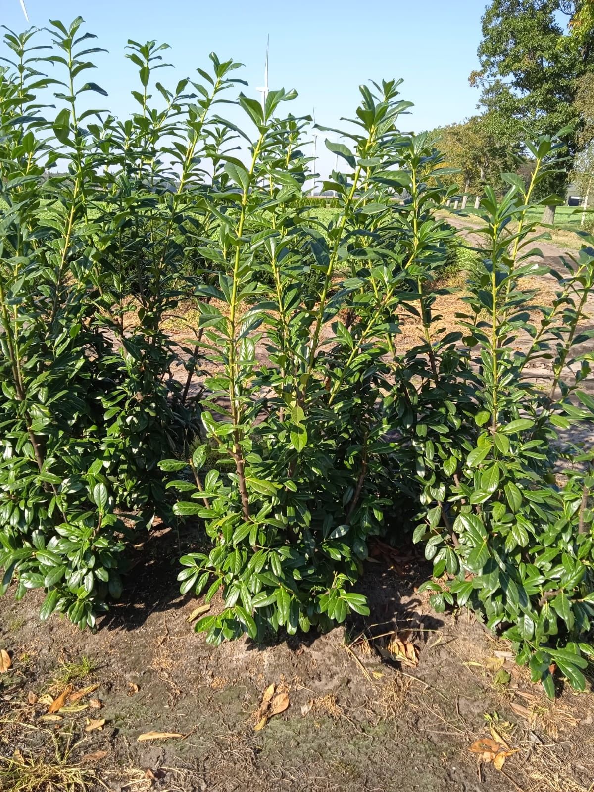 Prunus laurocerasus 'Novita', D 27