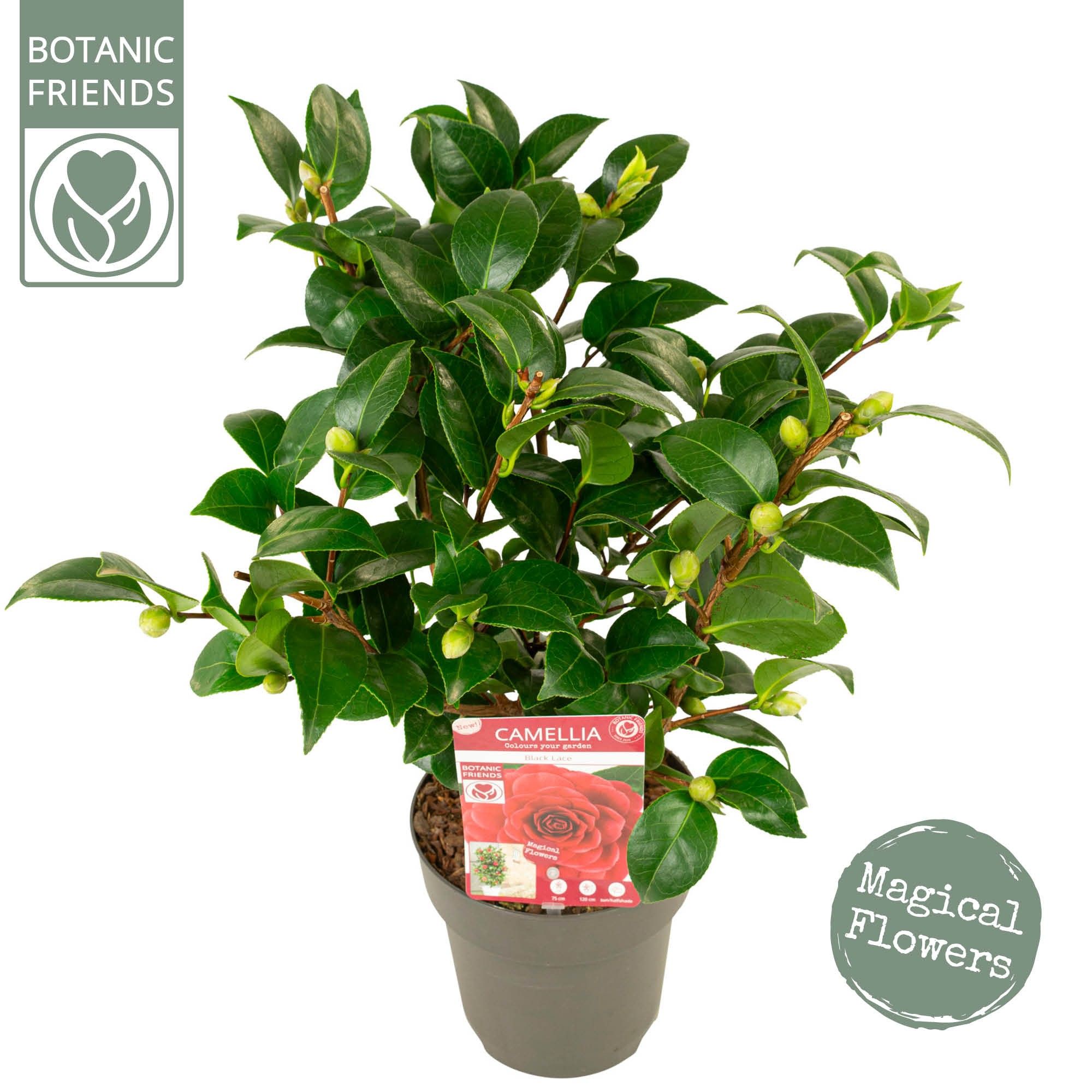 Camellia jap. 'Black Lace' Premium, D 15 cm Camellia jap. 'Black Lace' Premium, D 15 cm