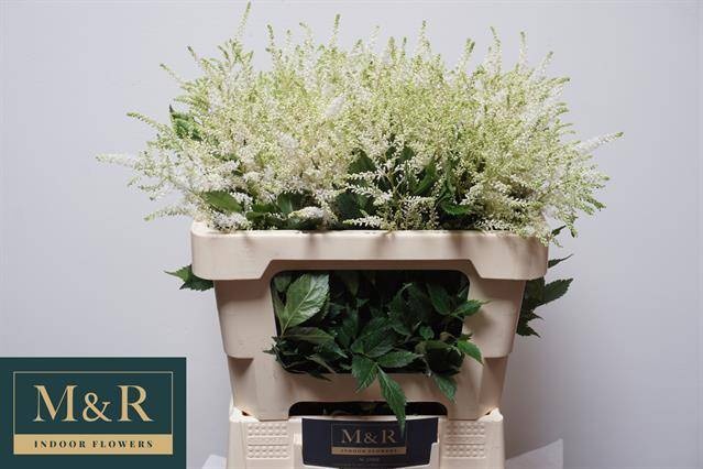 Астильба Вашингтон 55, шт.