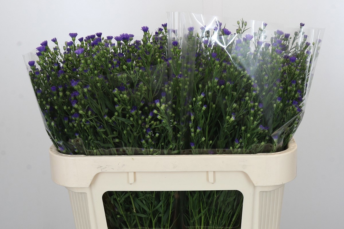 Астер Касамаре 70, шт.