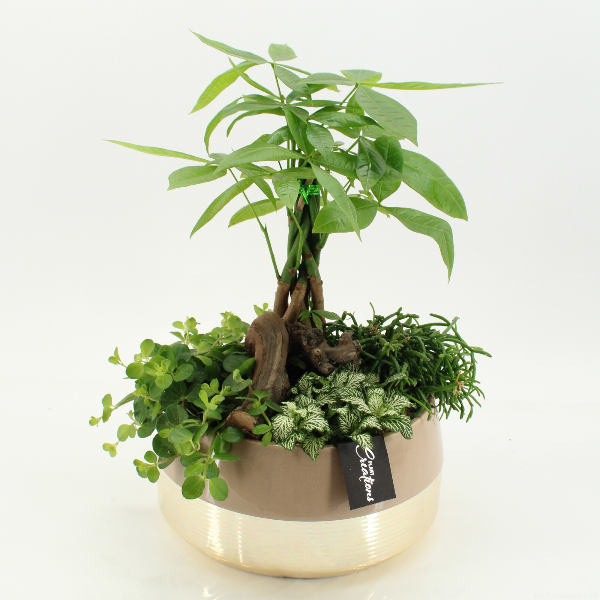 GRCR-2669 Green Essentials, D 25