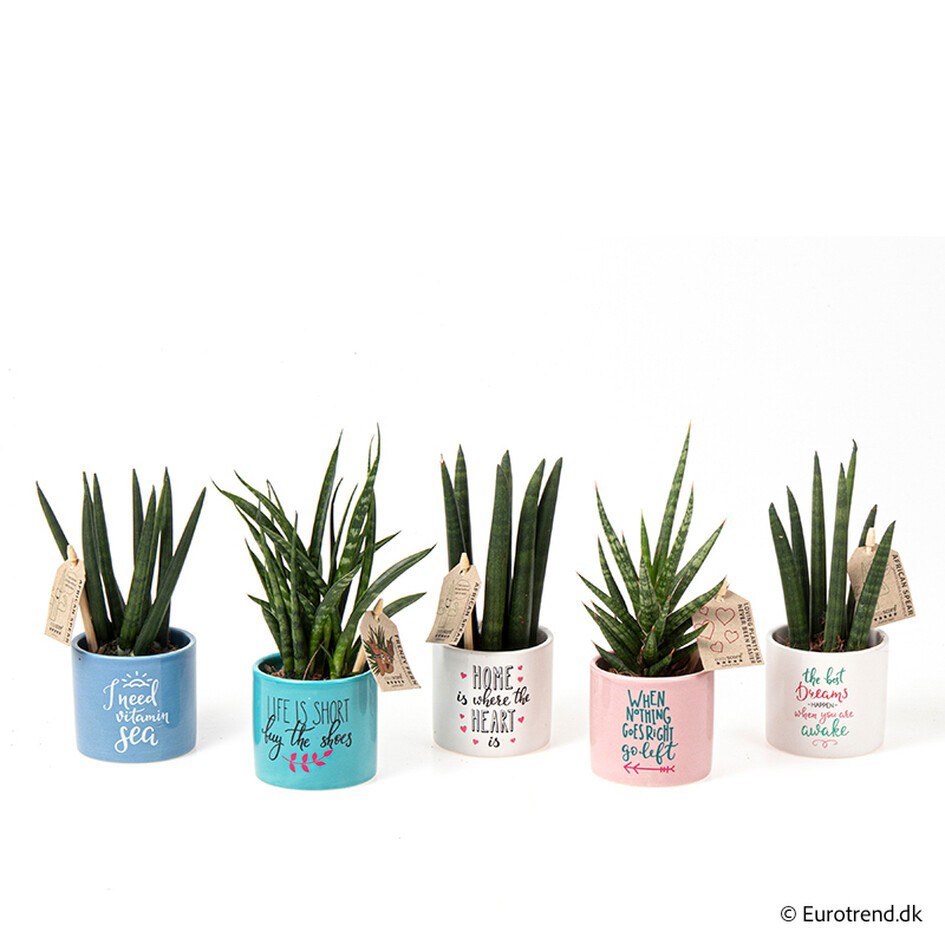 SANSEVIERIA MIX E 3063, D 6