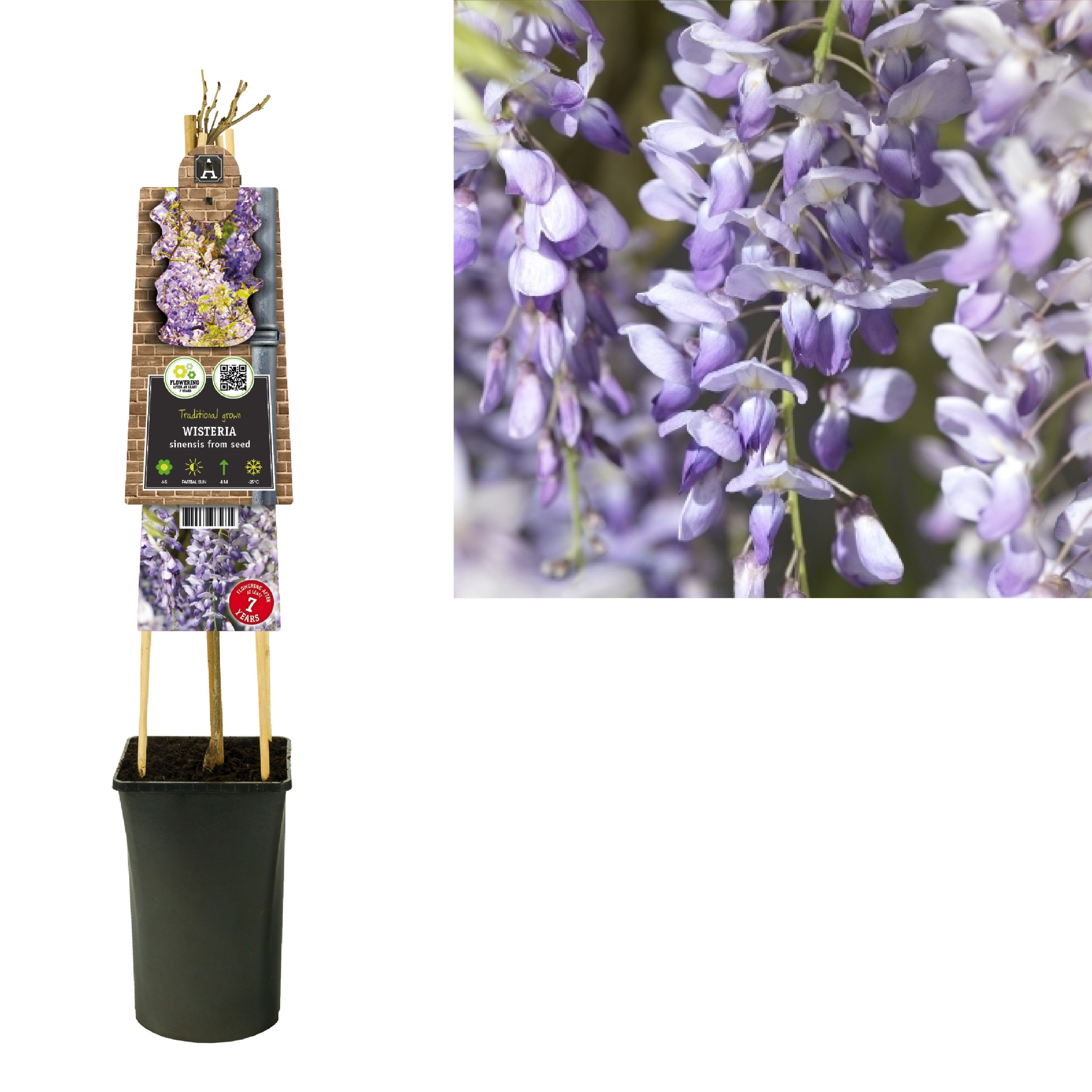 Wisteria sinensis 'from seed' +3.0 label, D 17 cm