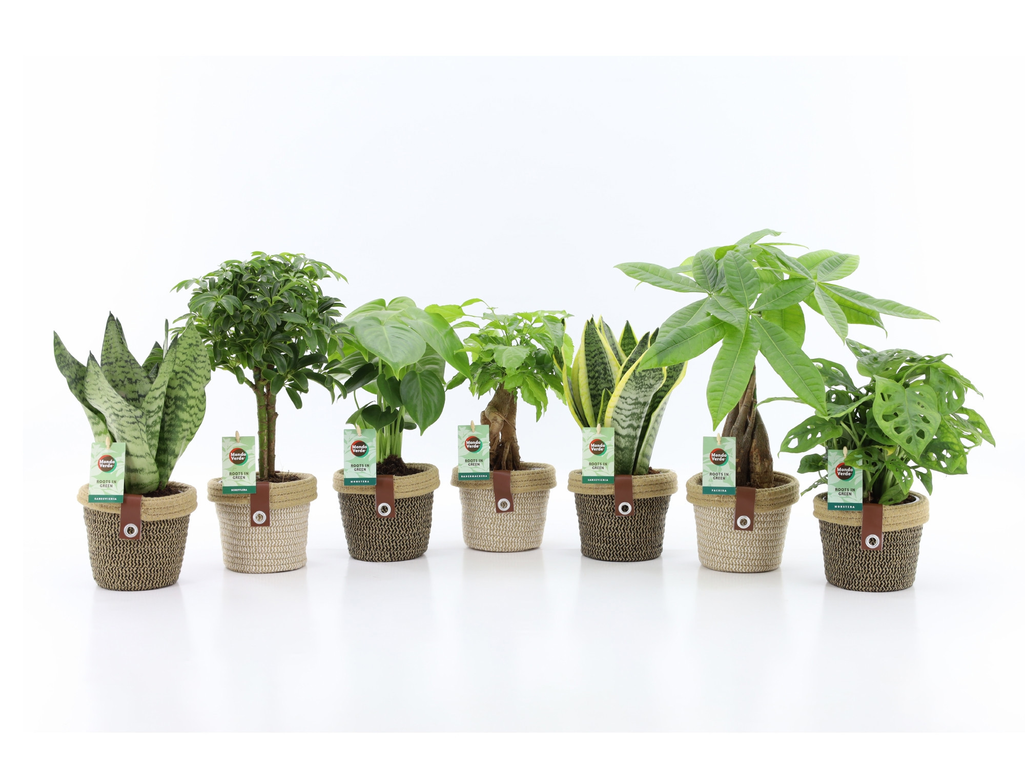 Easy to Care Mix in Noah Deluxe, D 14