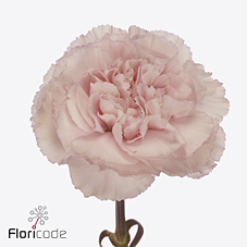 Диантус од. Брайдал Дамаскус (светло-роз.), шт.