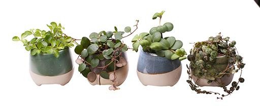 PEPEROMIA MIX L 65422, D 6 cm