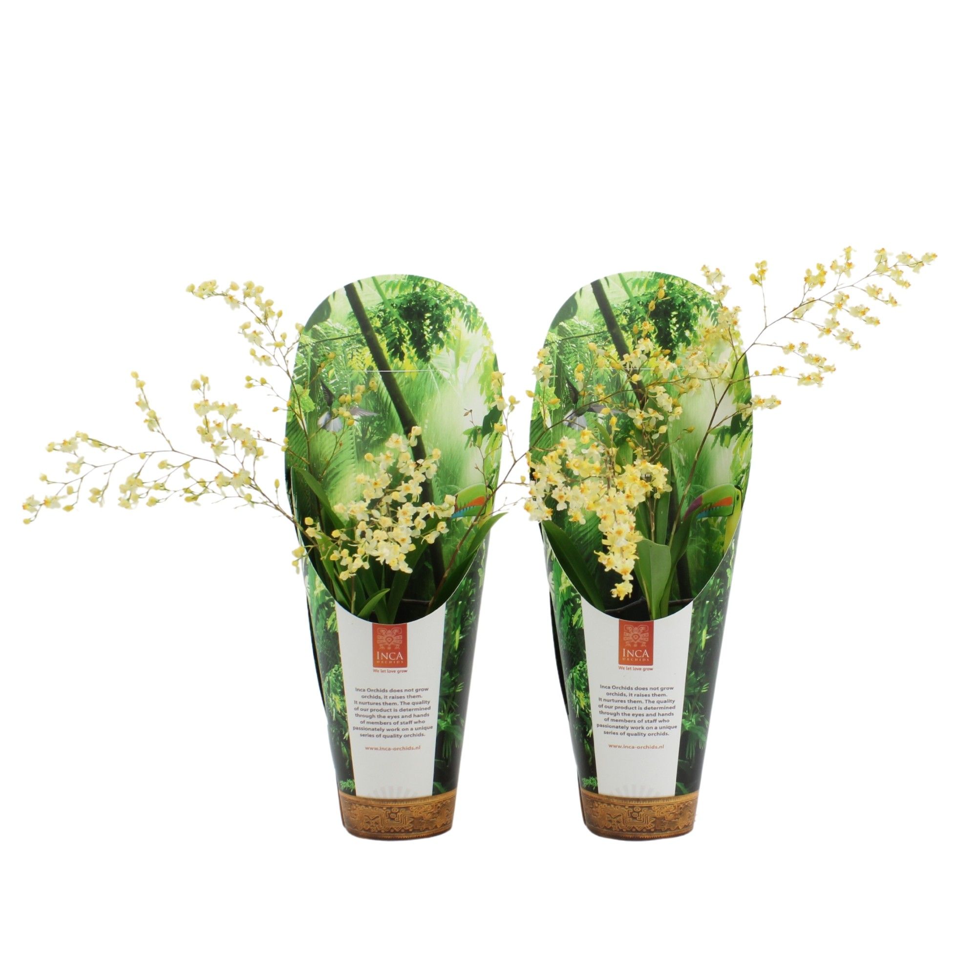 Inca Oncidium Twinkle 2-3 spike 9cm luxury jungle cover, D 9