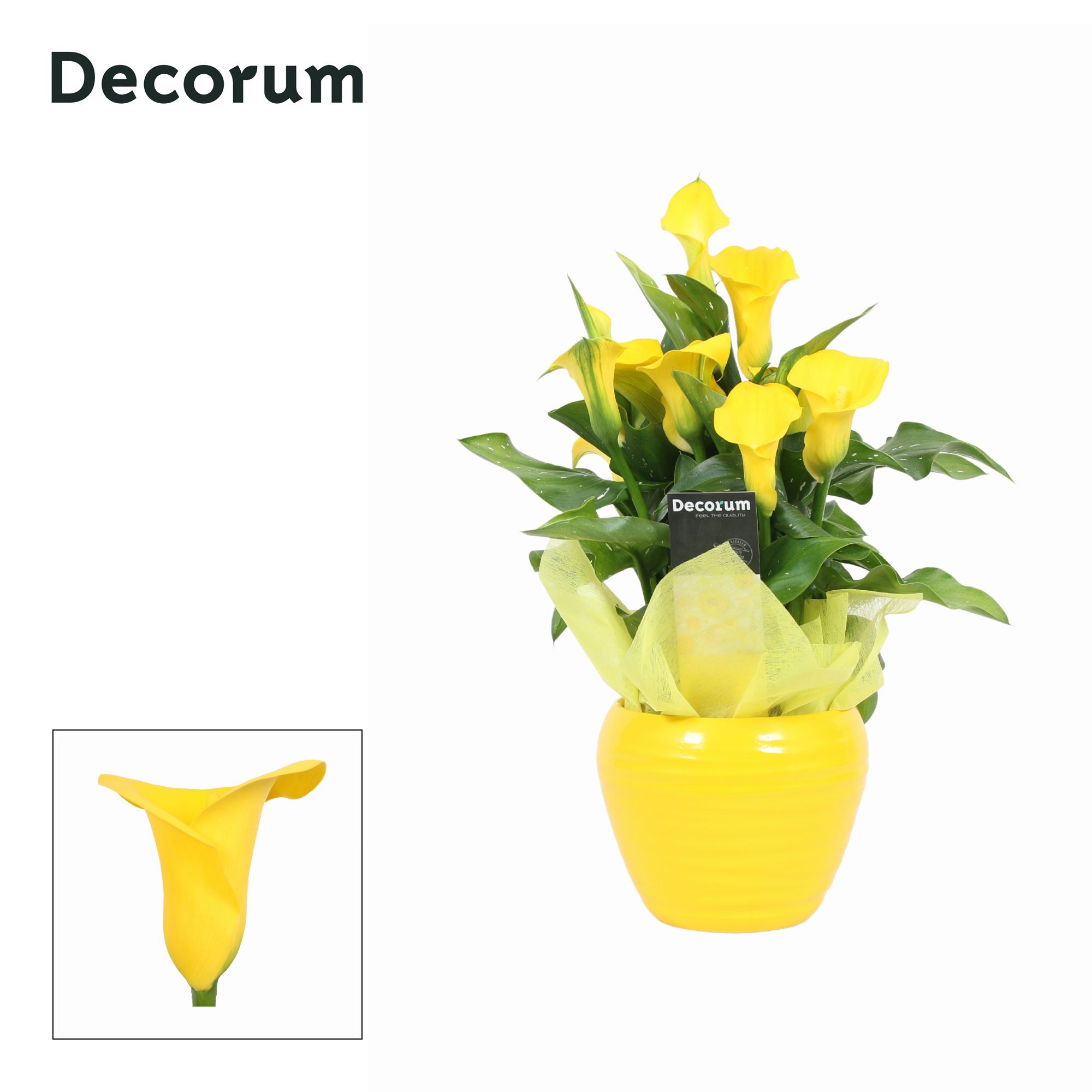 Zantedeschia (Calla) Geel in Ompot Melanie PASEN (Decorum), D 12