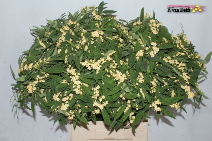 Эуфорбия куст. Алгево 80, шт.