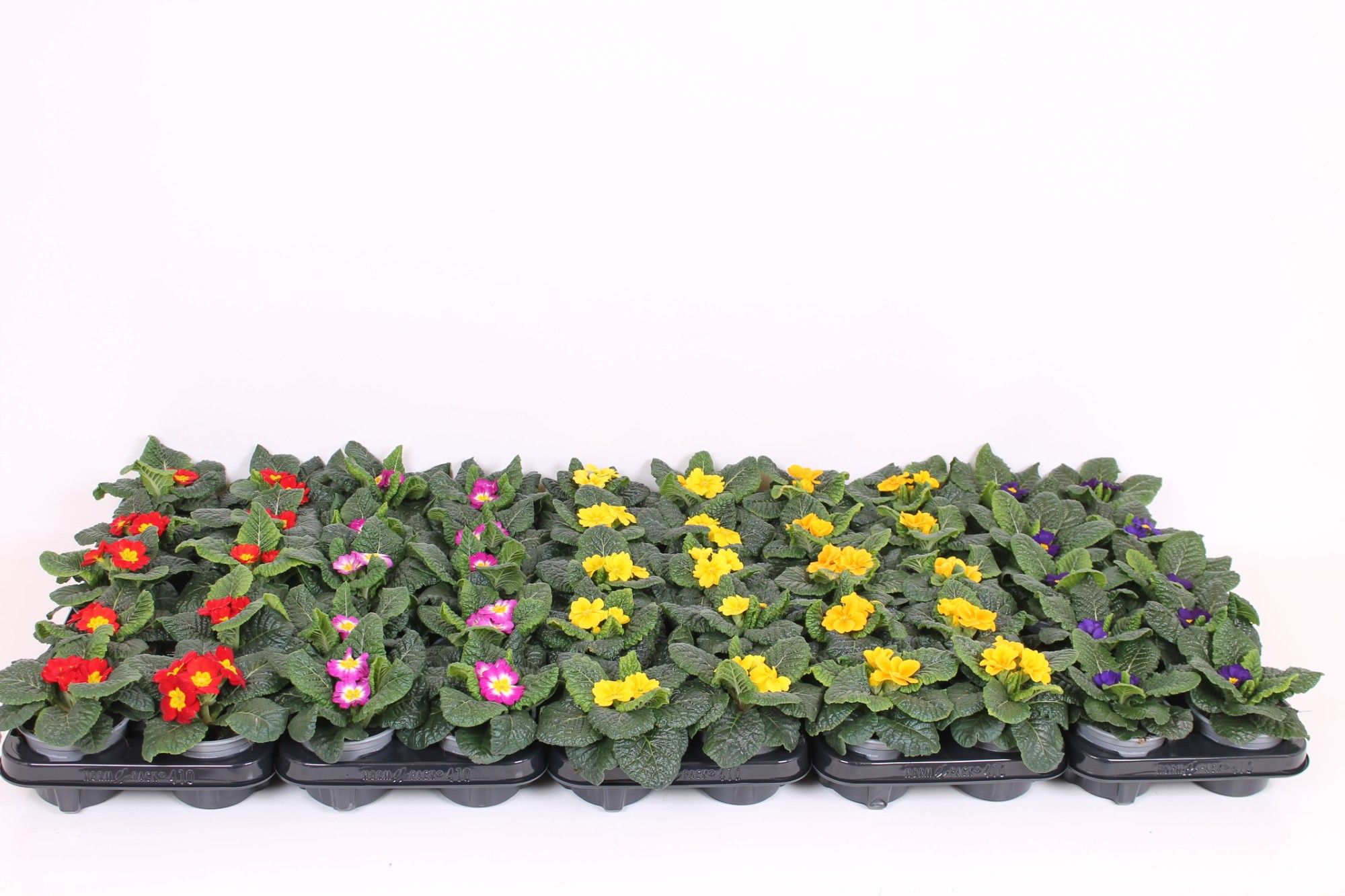 Primula Acaulis 10.5 CM - Mix Layer, D 10 cm