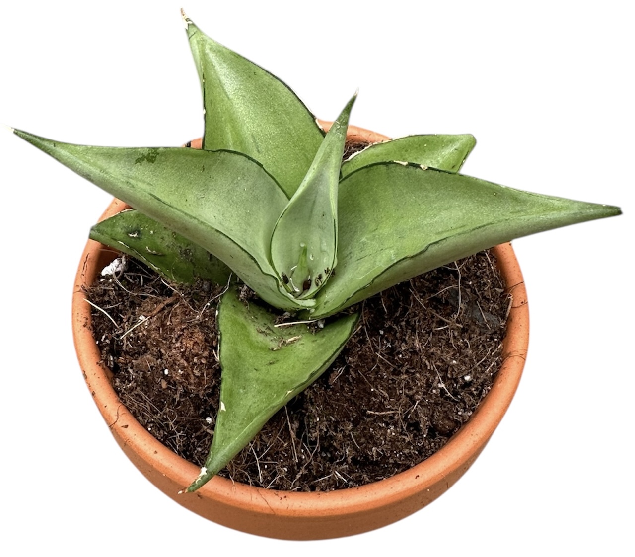 Sansevieria Manee Thawee, D 8