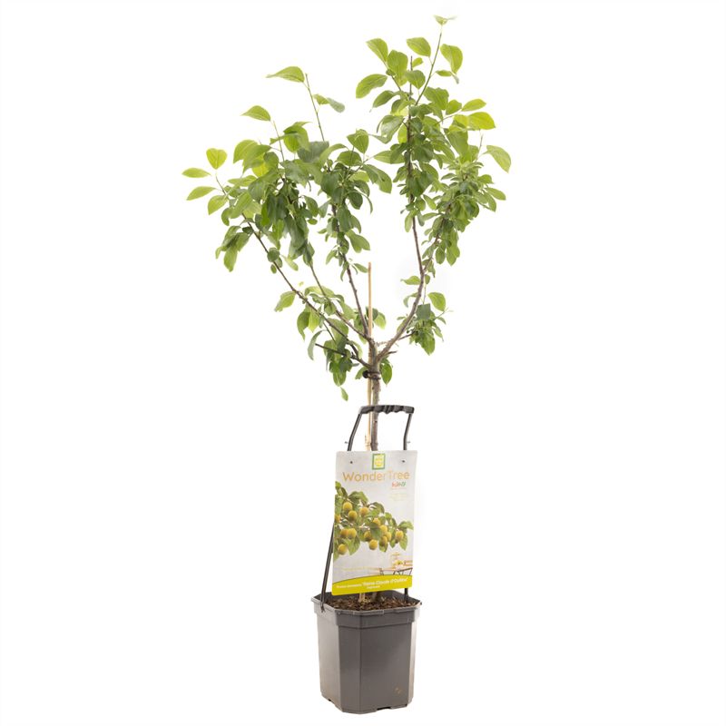 Wonder Tree R-Cl. d'Oullins Gele pruim, D 24