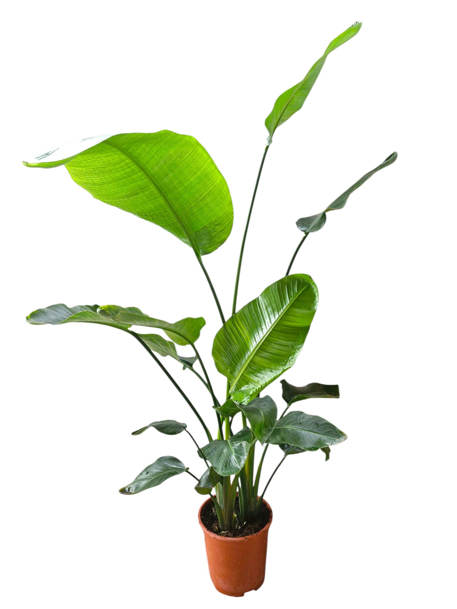 Strelitzia Nicolai 27 cm, D 27