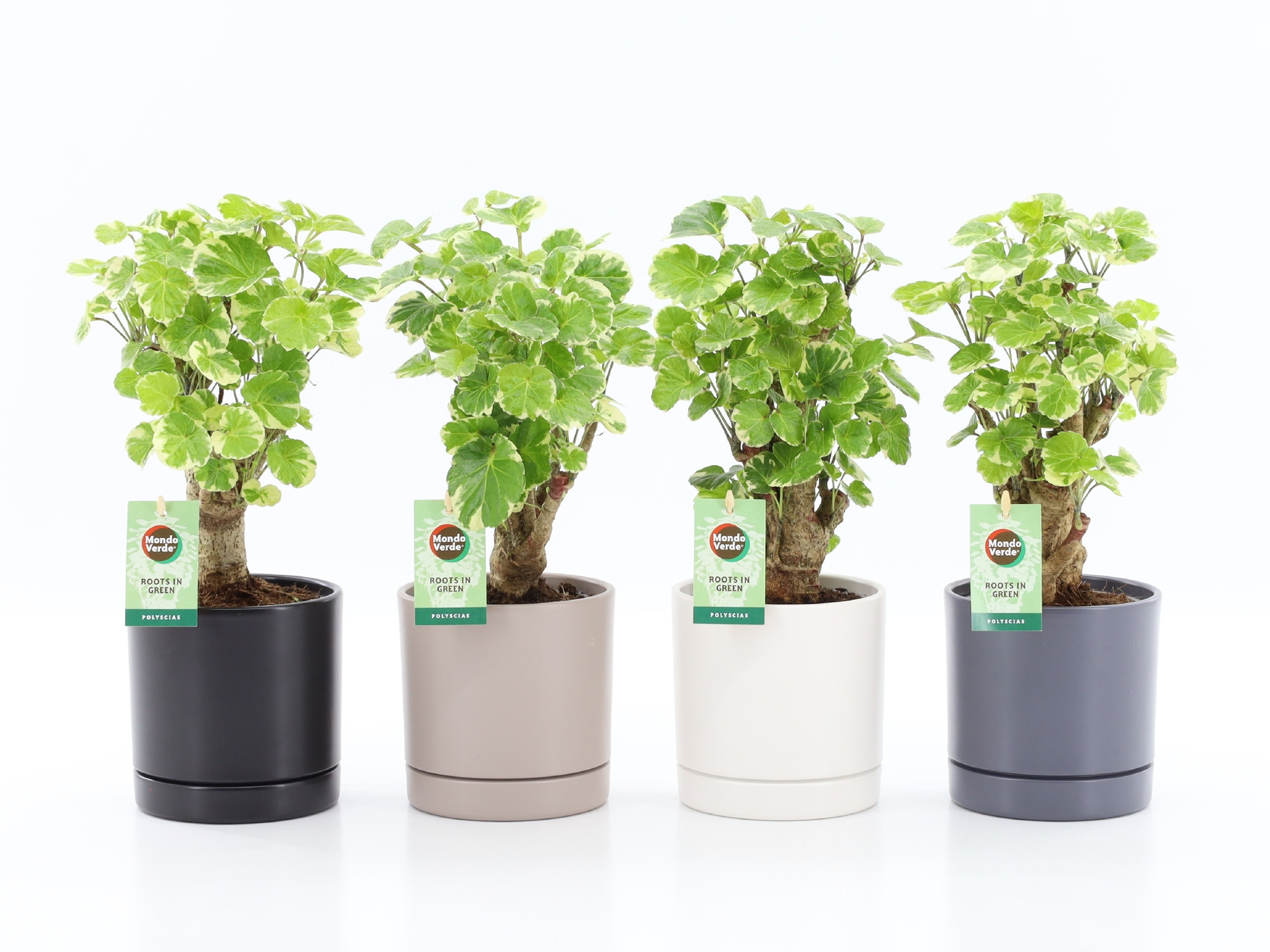 Polyscias Balfouriana in Hainan keramiek 4 kleuren, D 13