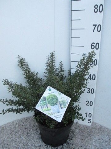 Ilex crenata Stokes 40 cm struik P23, D 23 cm
