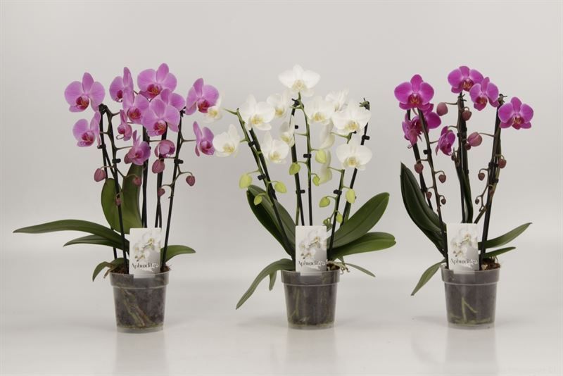 Phalaenopsis Elegant Cascade Cascades Triboga Gemengd, D 12 cm