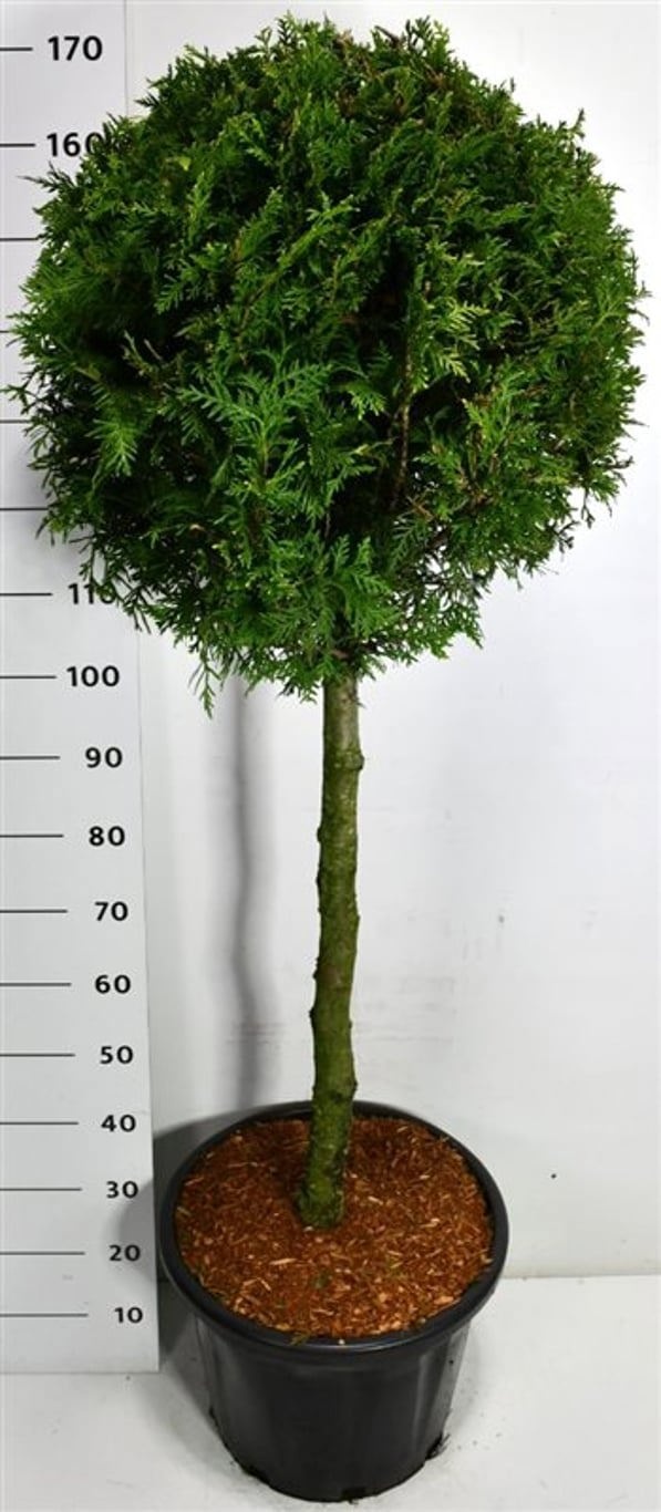 Thuja occ. 'Brabant', D 40