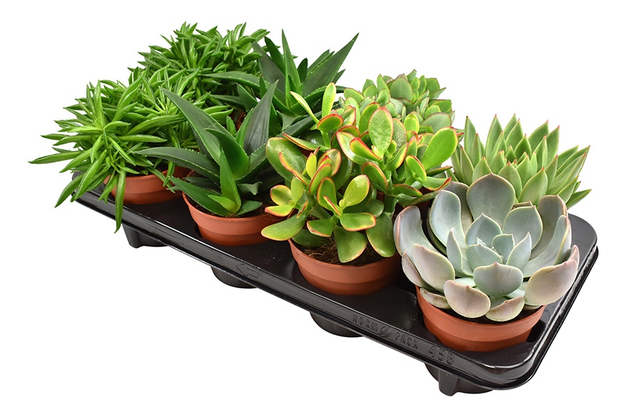 Succulent mix, D 12 cm