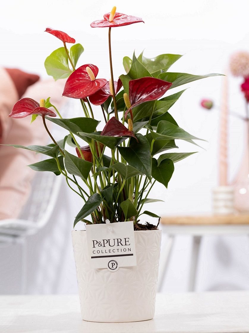Anthurium red (Micra) in P&PURE Juliette cer. white, D 12