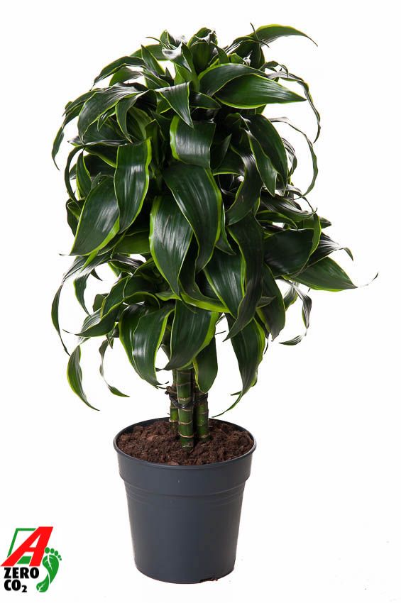 Dracaena Dorado vertakt P21, D 21