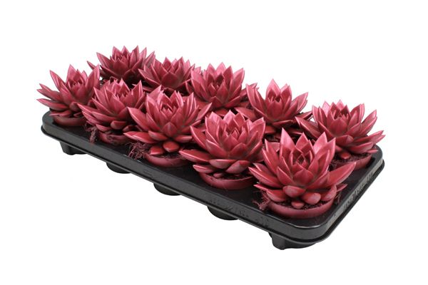 Miranda coloured metallic red, D 10,5 cm