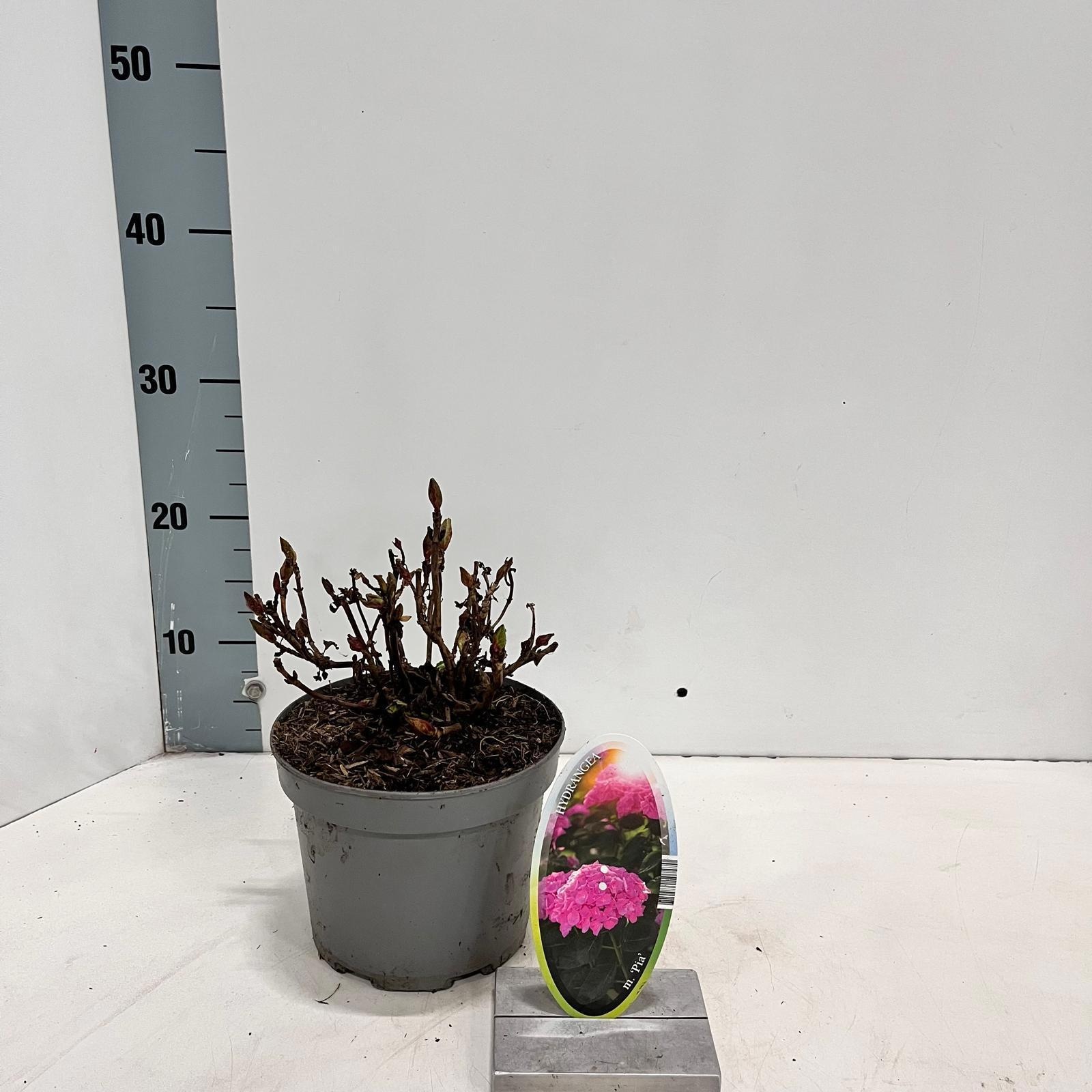 Hydrangea macr. 'Pia', D 17