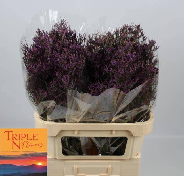 Лимониум Сафора Дарк Блю 80, шт.