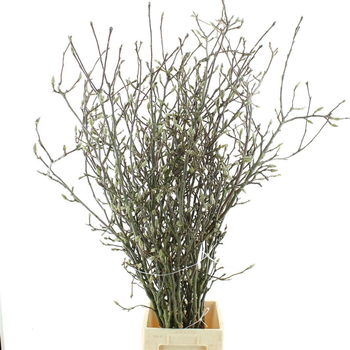 Магнолия Грандифлора 140, шт.