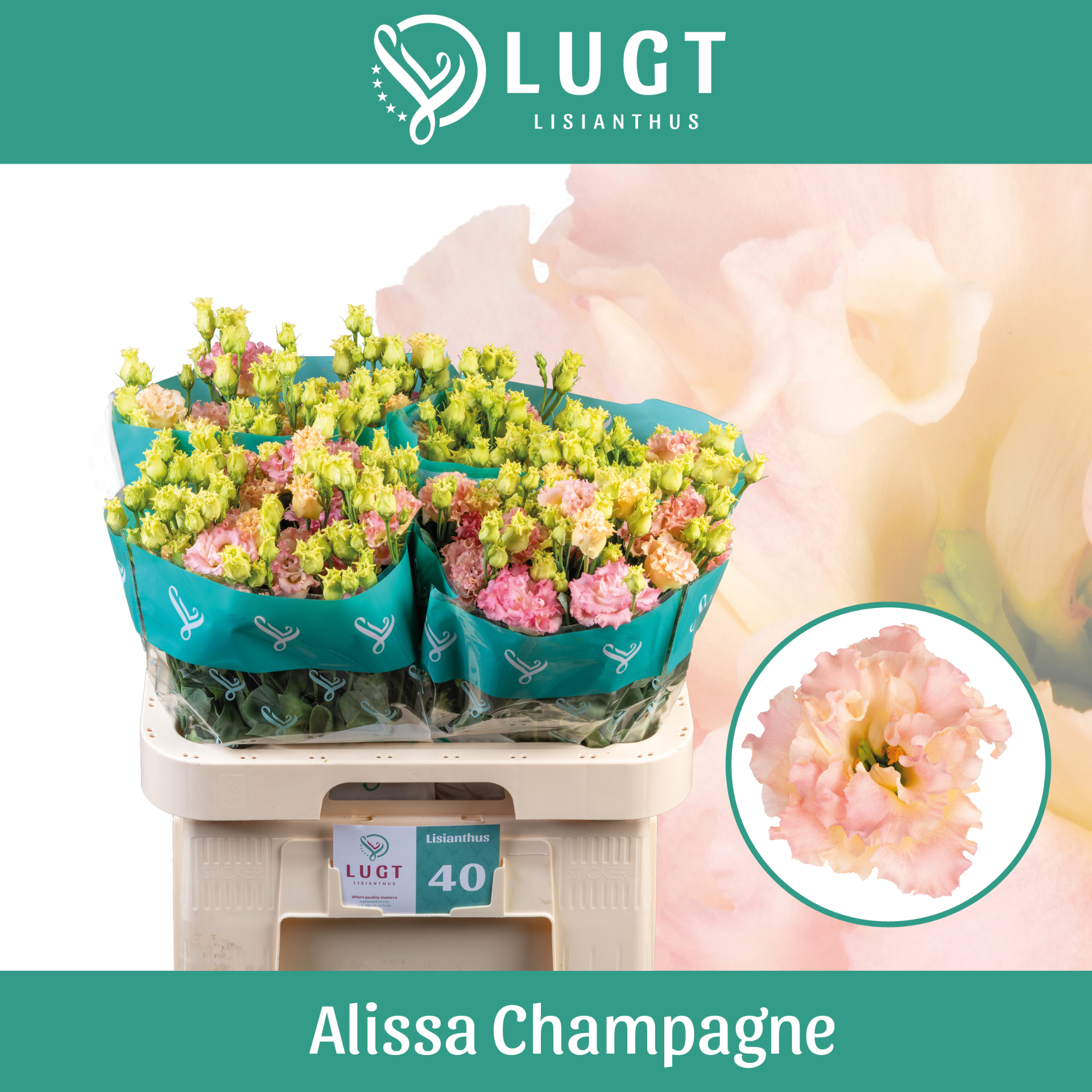 Эустома Алисса Шампань 70 (светло-роз.), шт.