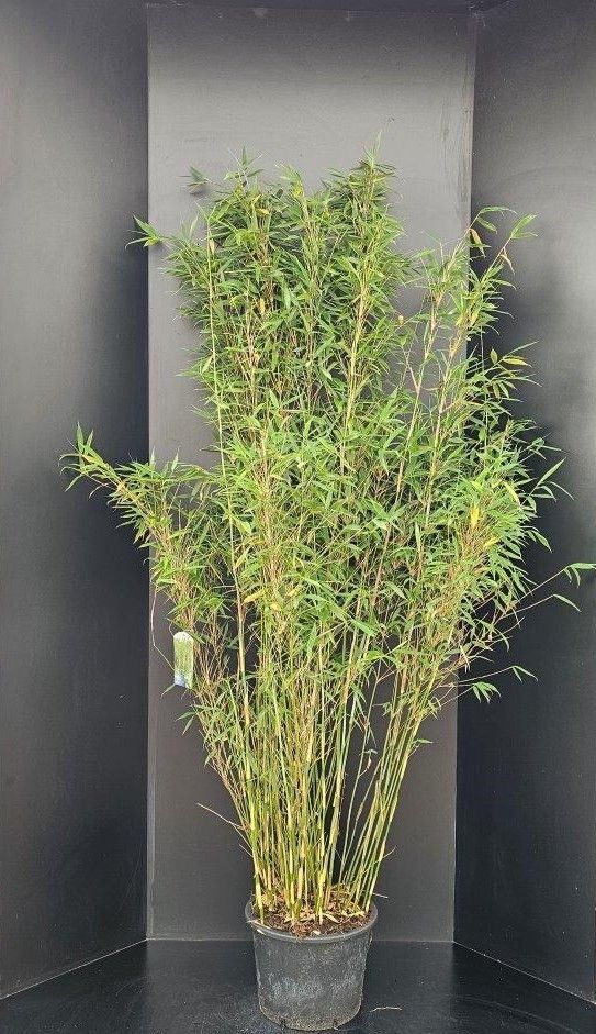 Fargesia murielae Jumbo, D 34