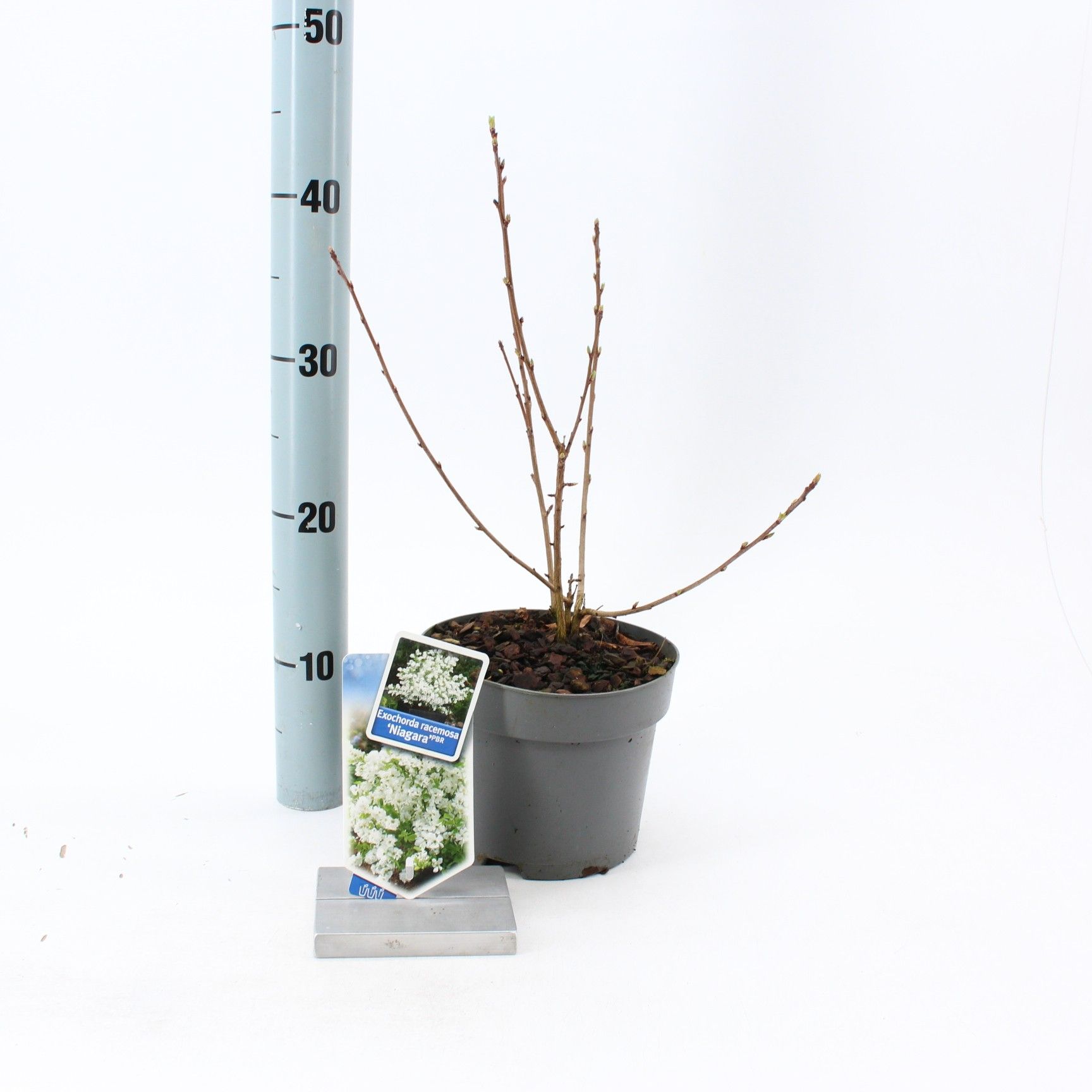 Exochorda racemosa 'Niagara' PBR, D 17