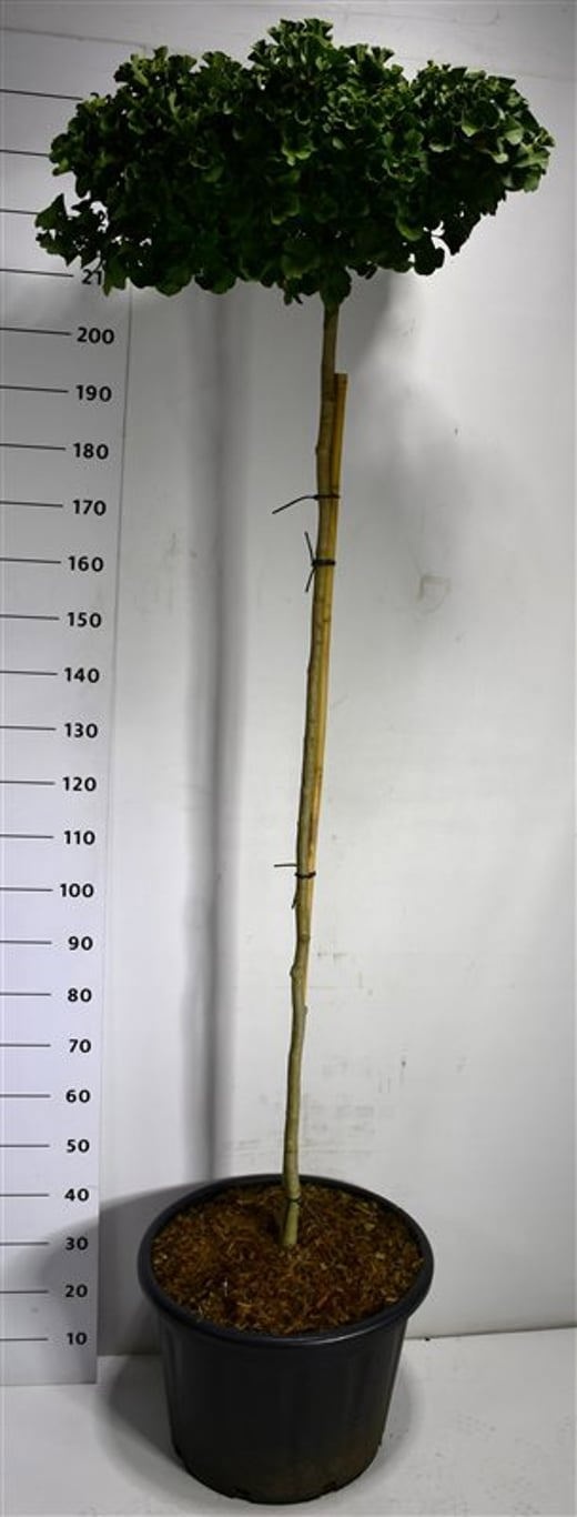Ginkgo bil. 'Mariken', D 58