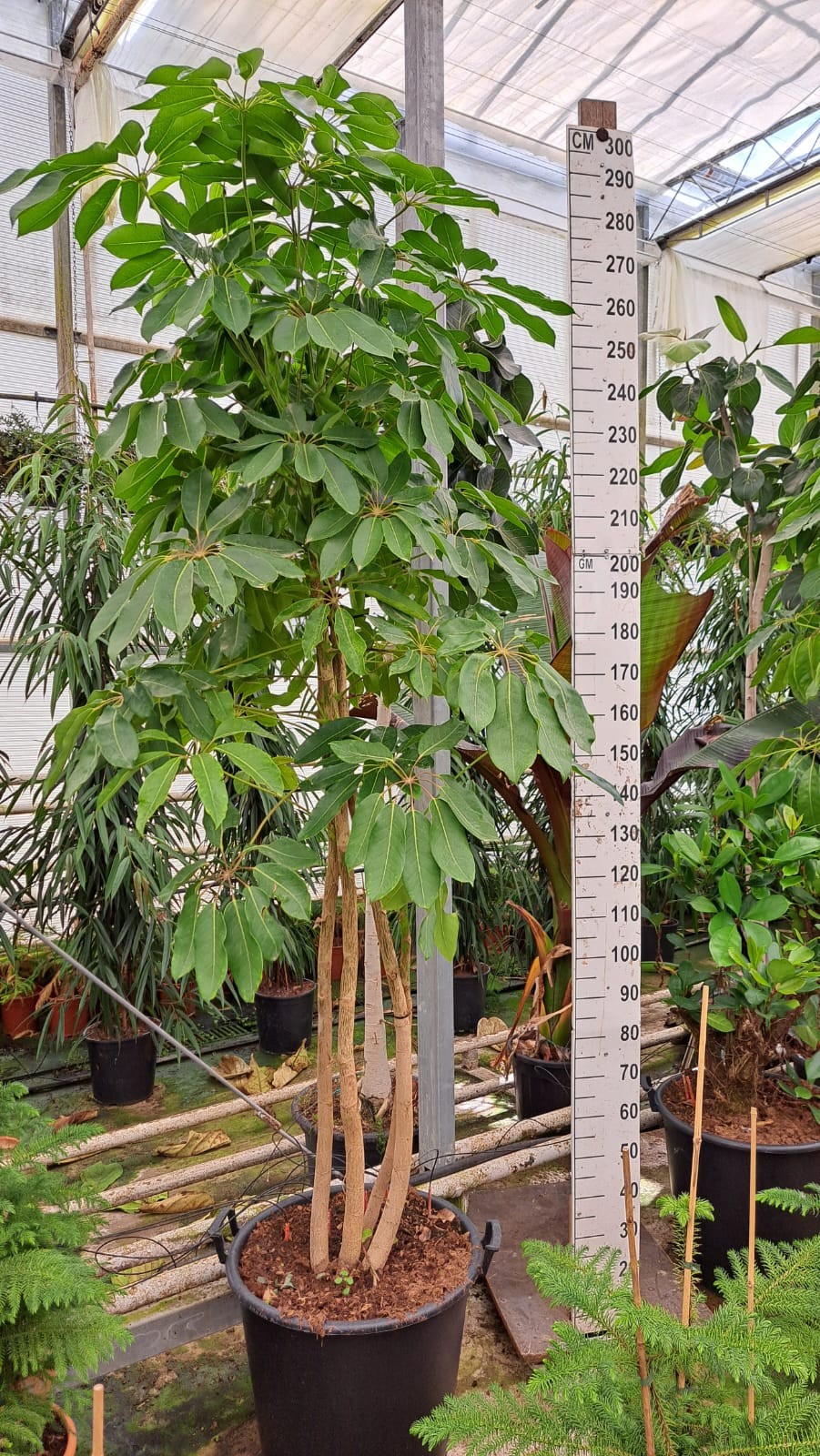 Schefflera Amate multistam XL 280, D 55 cm Schefflera Amate multistam XL 280, D 55 cm