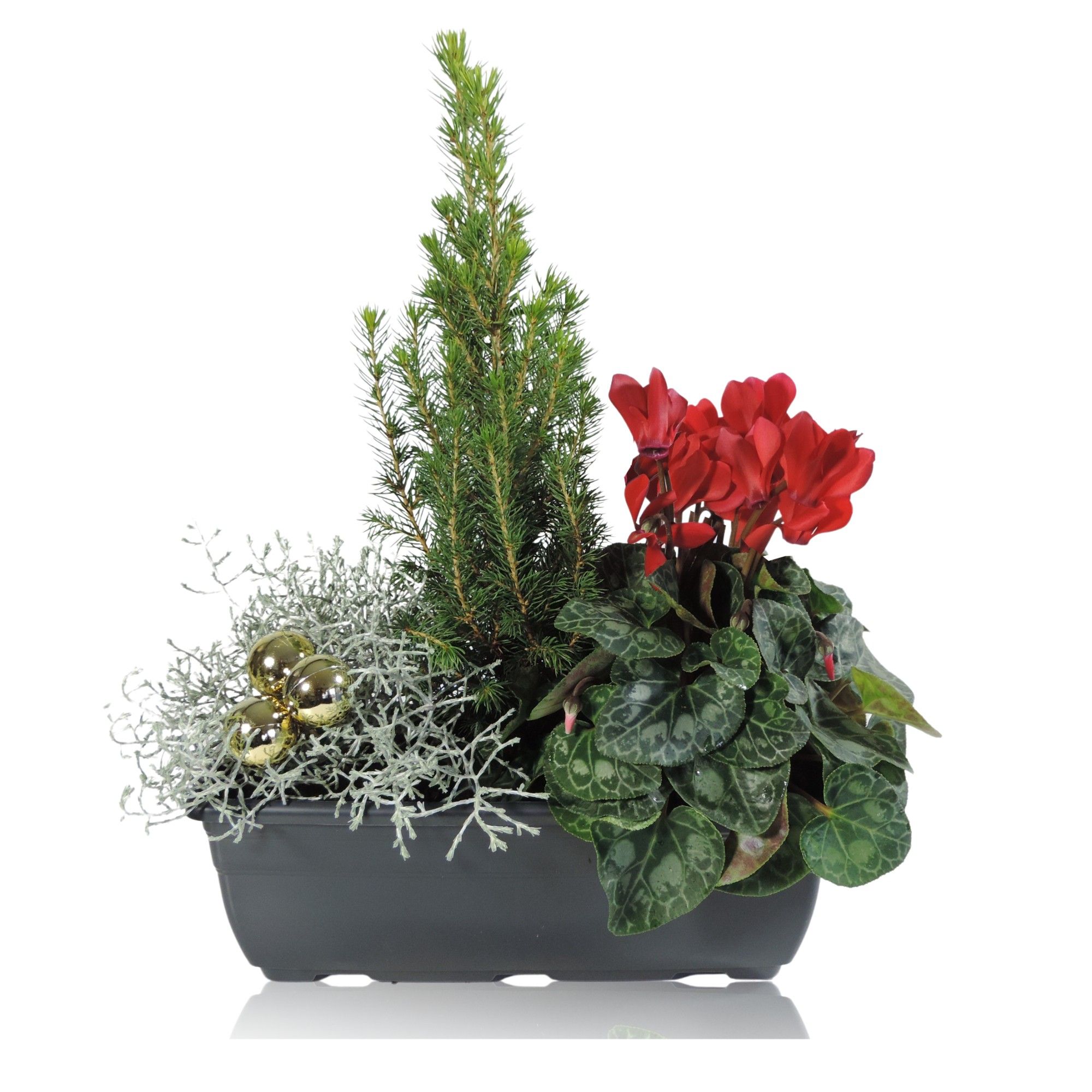 Arrangement Winter Classic in Balkonbak 27 cm Kerst, D 27