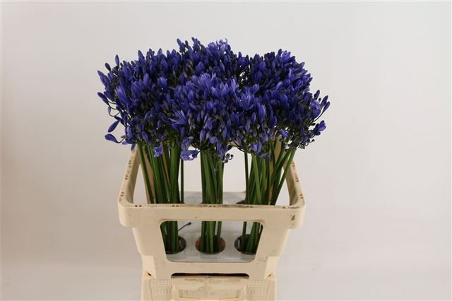 Агапантус Юри 60 (голуб.), шт.