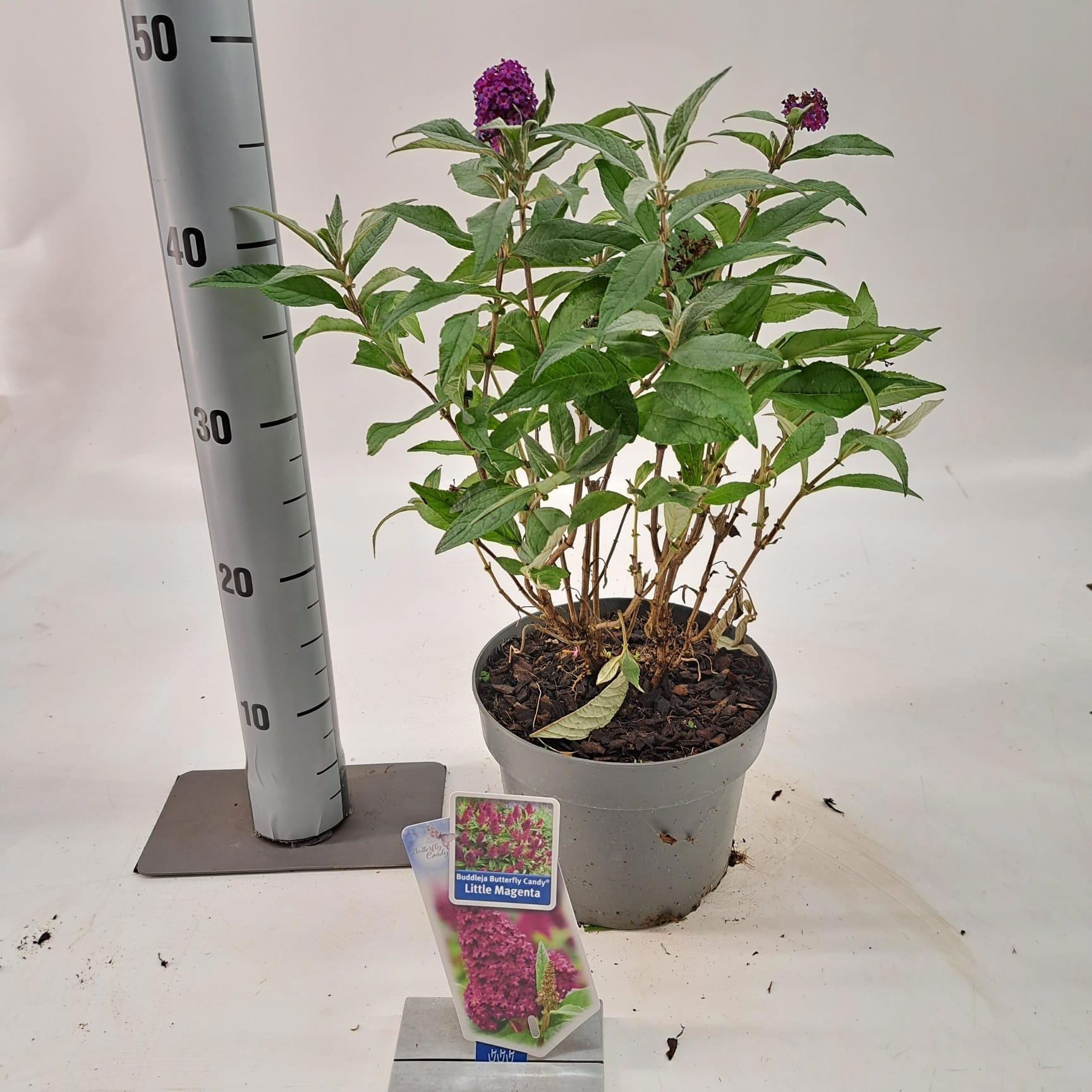 Buddleja d. Butt. Candy® Little Magenta, D 19
