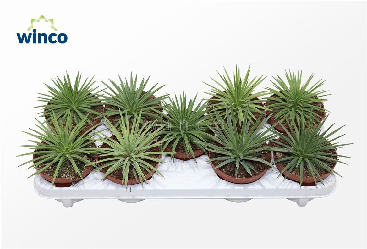 Agave Toumayena Bella, D 12 cm