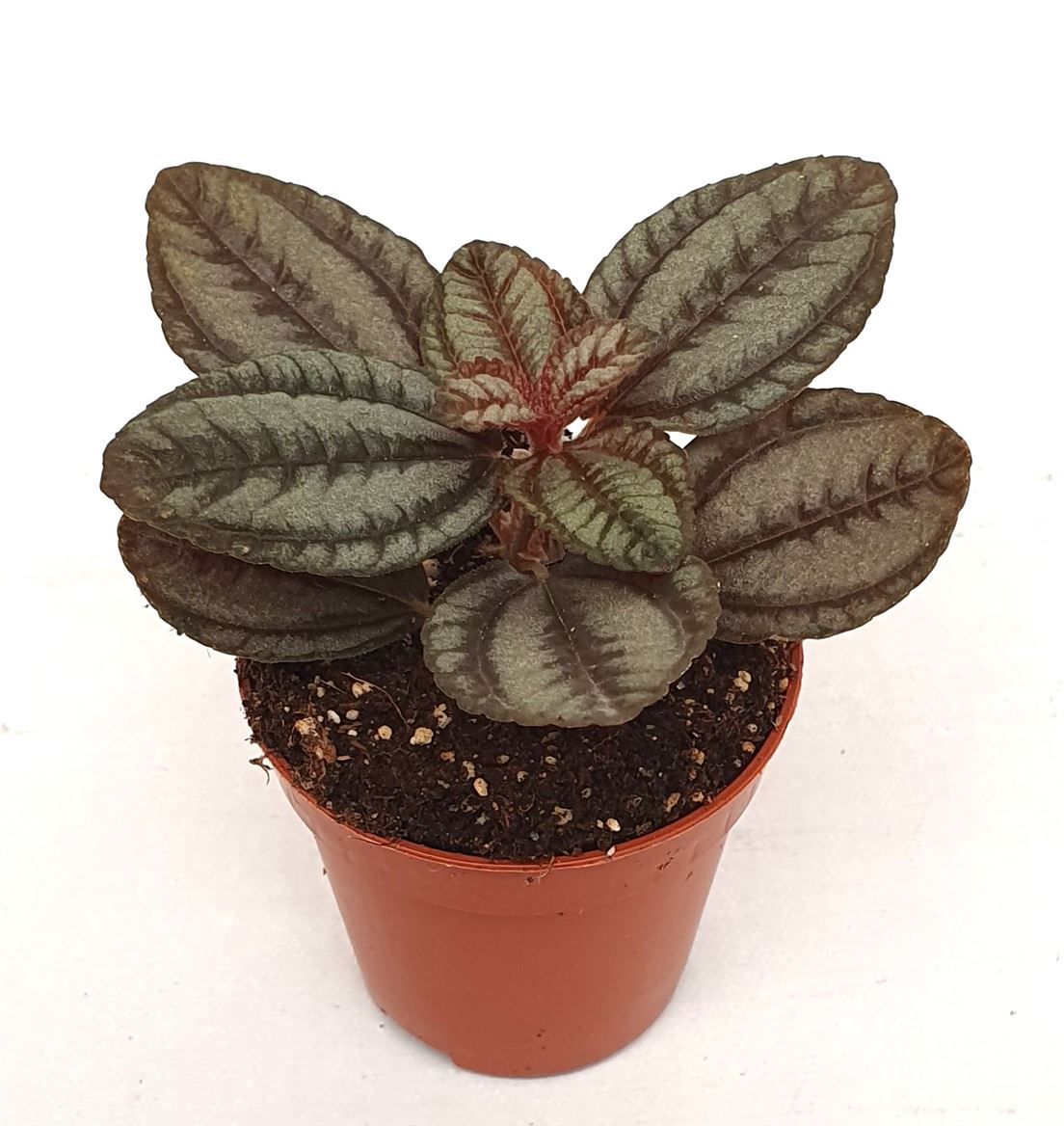 Pilea 'Norfolk', D 5,5