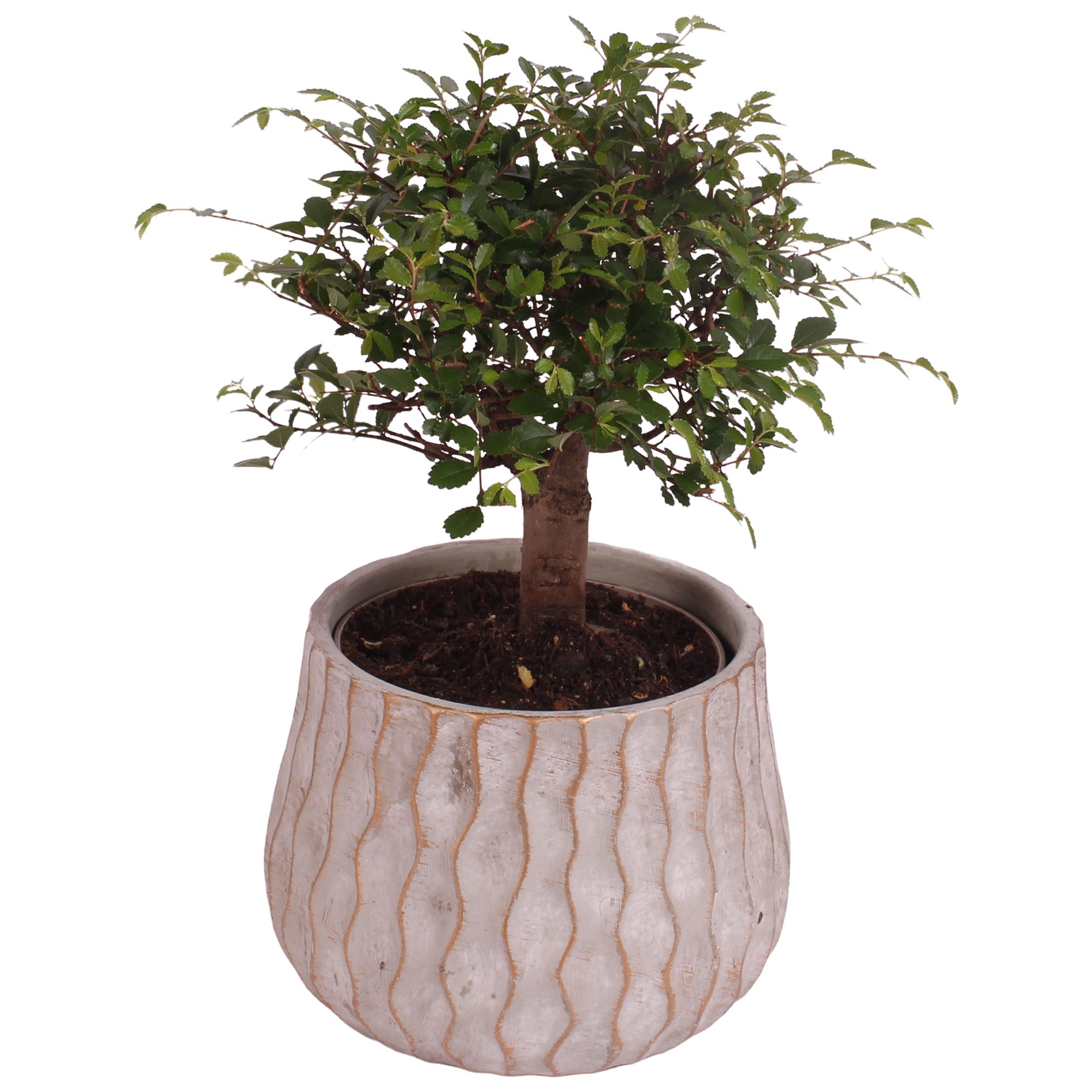 Bonsai Indoor Mix Ø12cm Ball Shape in Ø16cm Ceramic PL569, D 16