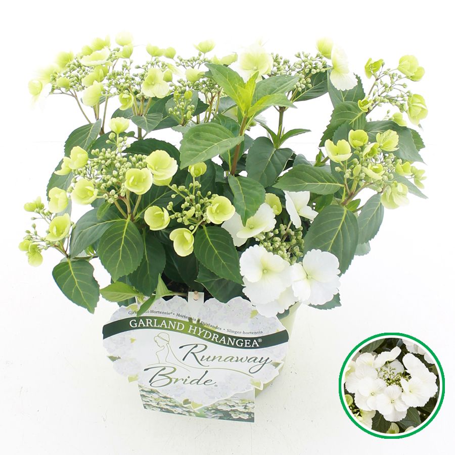 Hydrangea hybr. 'Runaway Bride'® C3.5 (20cm.) Kn., D 20