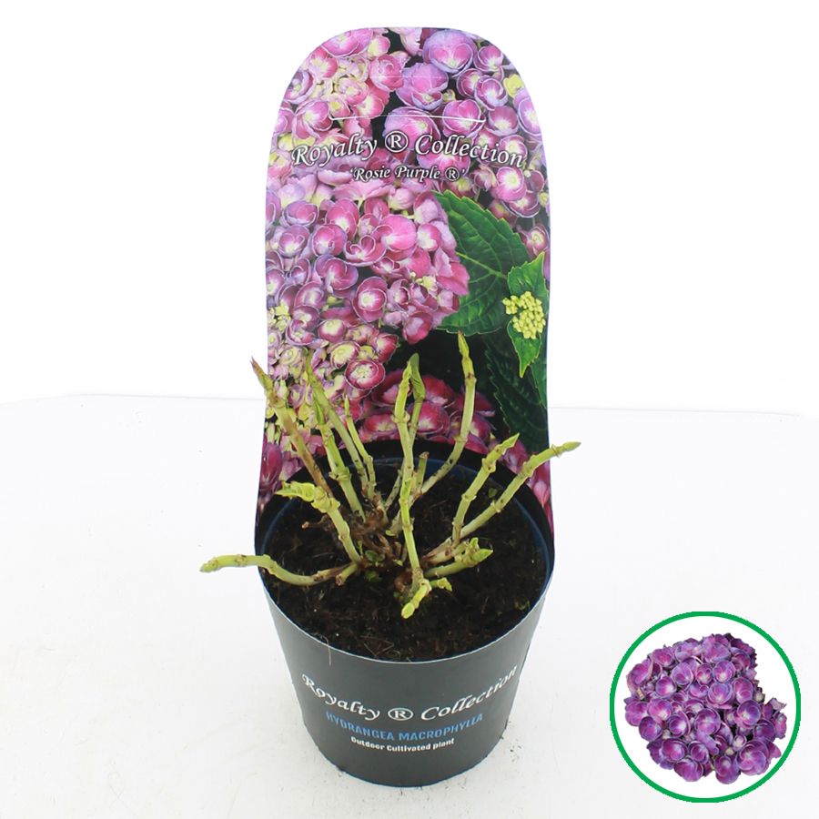 Hydrangea macr. Royalty® 'Rosie'® Paars C2 (17cm.) Potcover, D 17