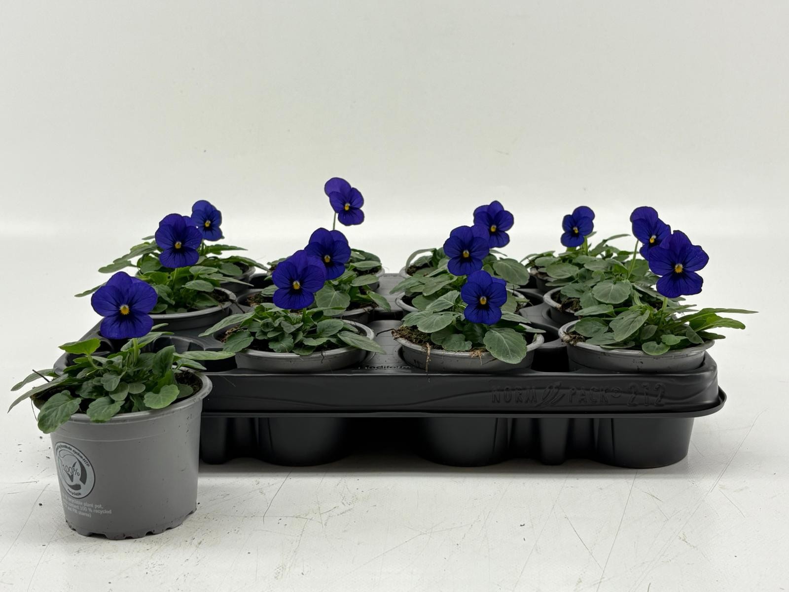 Viola Cornuta Blue Blotch, D 9