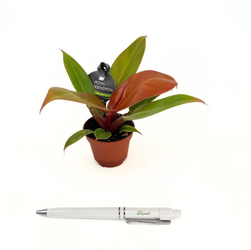 PHILODENDRON IMPERIAL Prince of Orange, D 6 cm