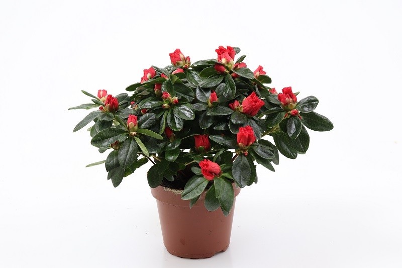 RHODODENDRON SIMSII 'NORDLICHT', D 12 cm