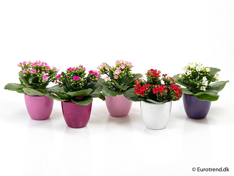 Kalanchoe in autumn ceramic - Spring, Summer & Autumn 2025, D 6 cm Kalanchoe in autumn ceramic - Spring, Summer & Autumn 2025, D 6 cm